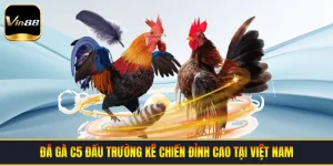 Đá Gà C5 | Đấu Trường Kê Chiến Đỉnh Cao Tại Việt Nam