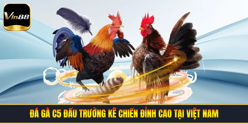 Đá Gà C5 | Đấu Trường Kê Chiến Đỉnh Cao Tại Việt Nam