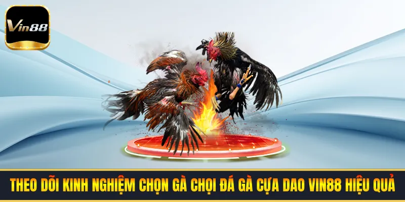 Theo dõi kinh nghiệm chọn gà chọi đá gà cựa dao VIN88 hiệu quả